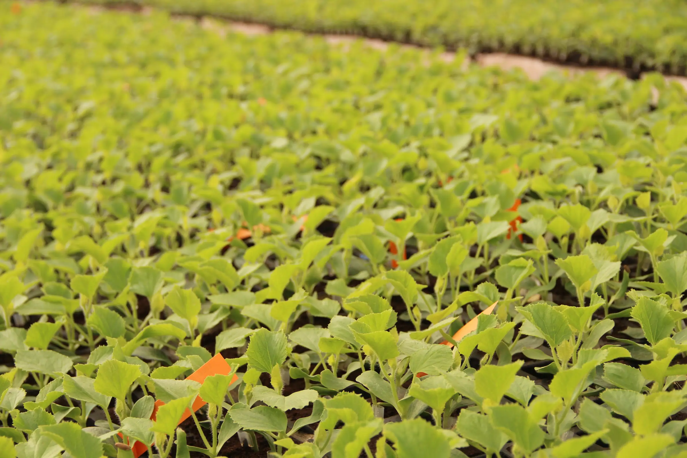 Azura alternative image