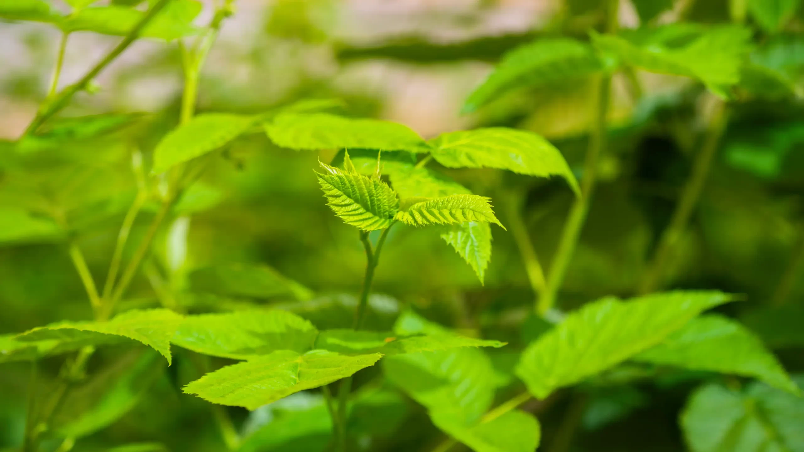 Azura alternative image