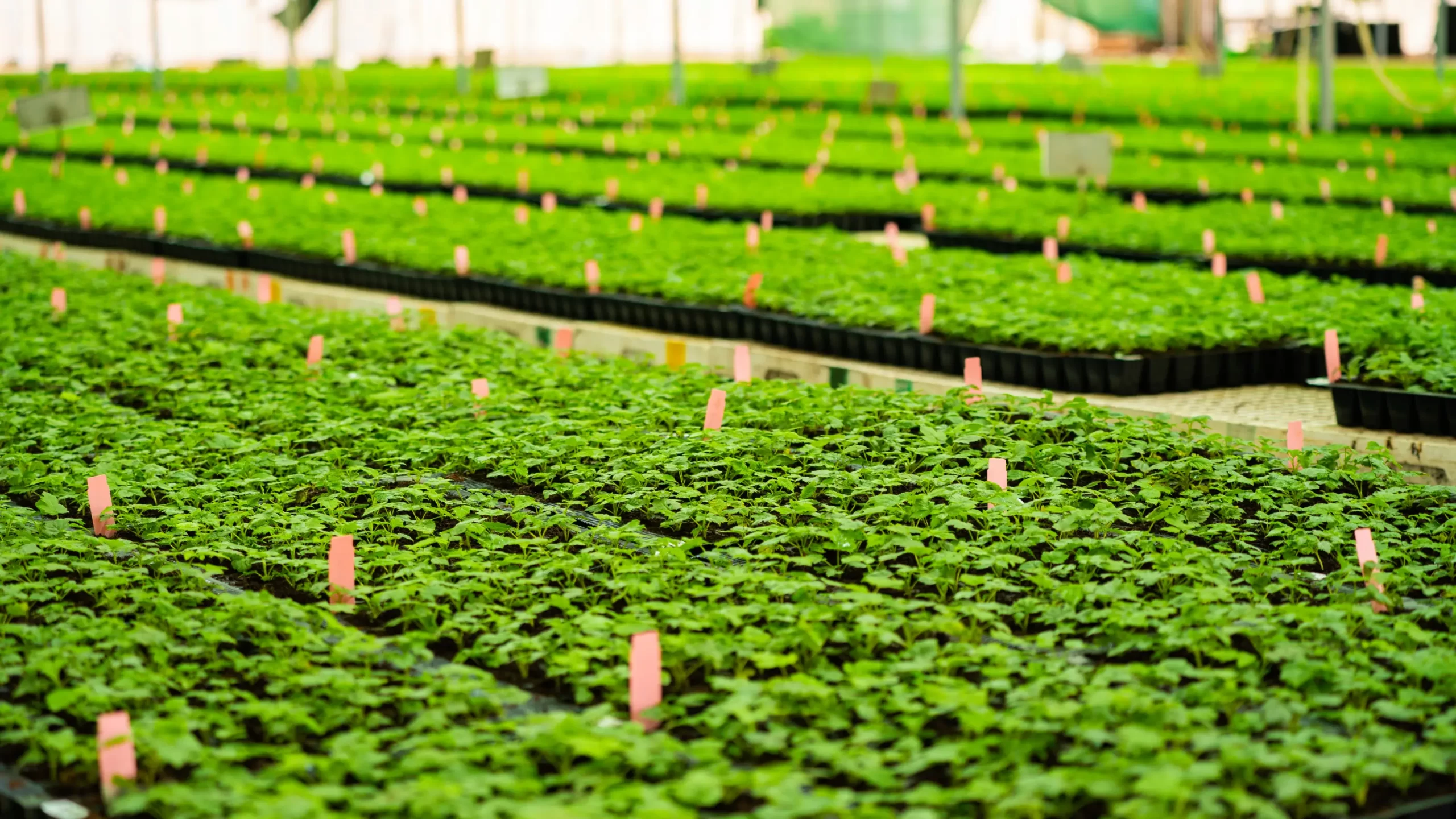 Azura alternative image