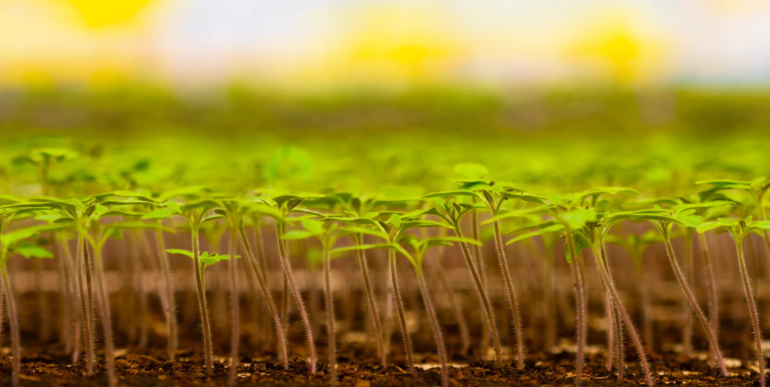 Azura alternative image