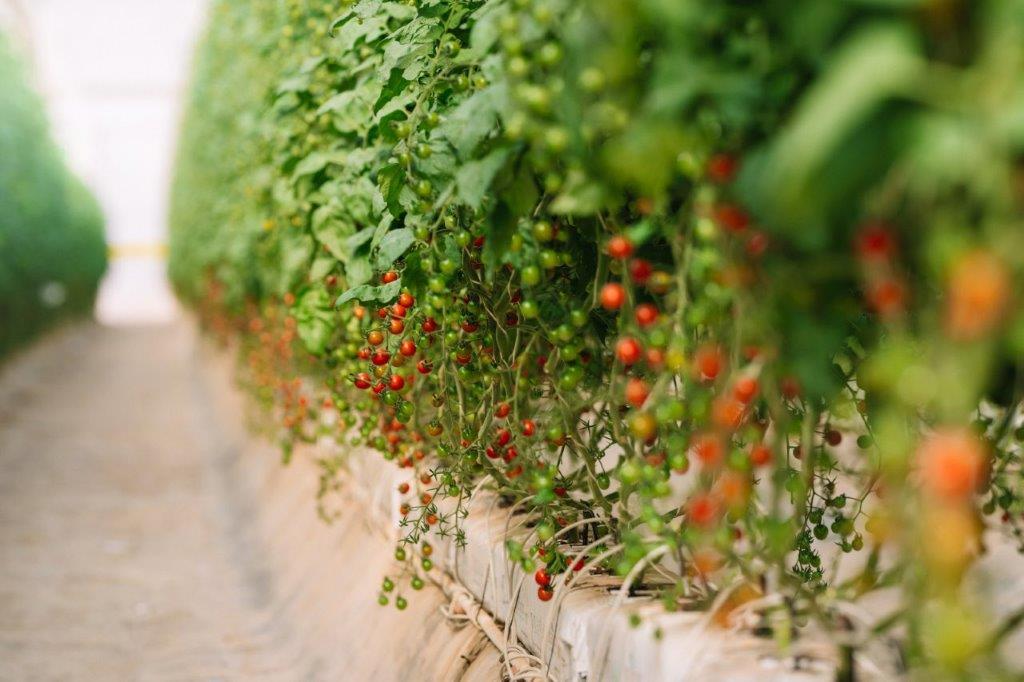 Azura alternative image