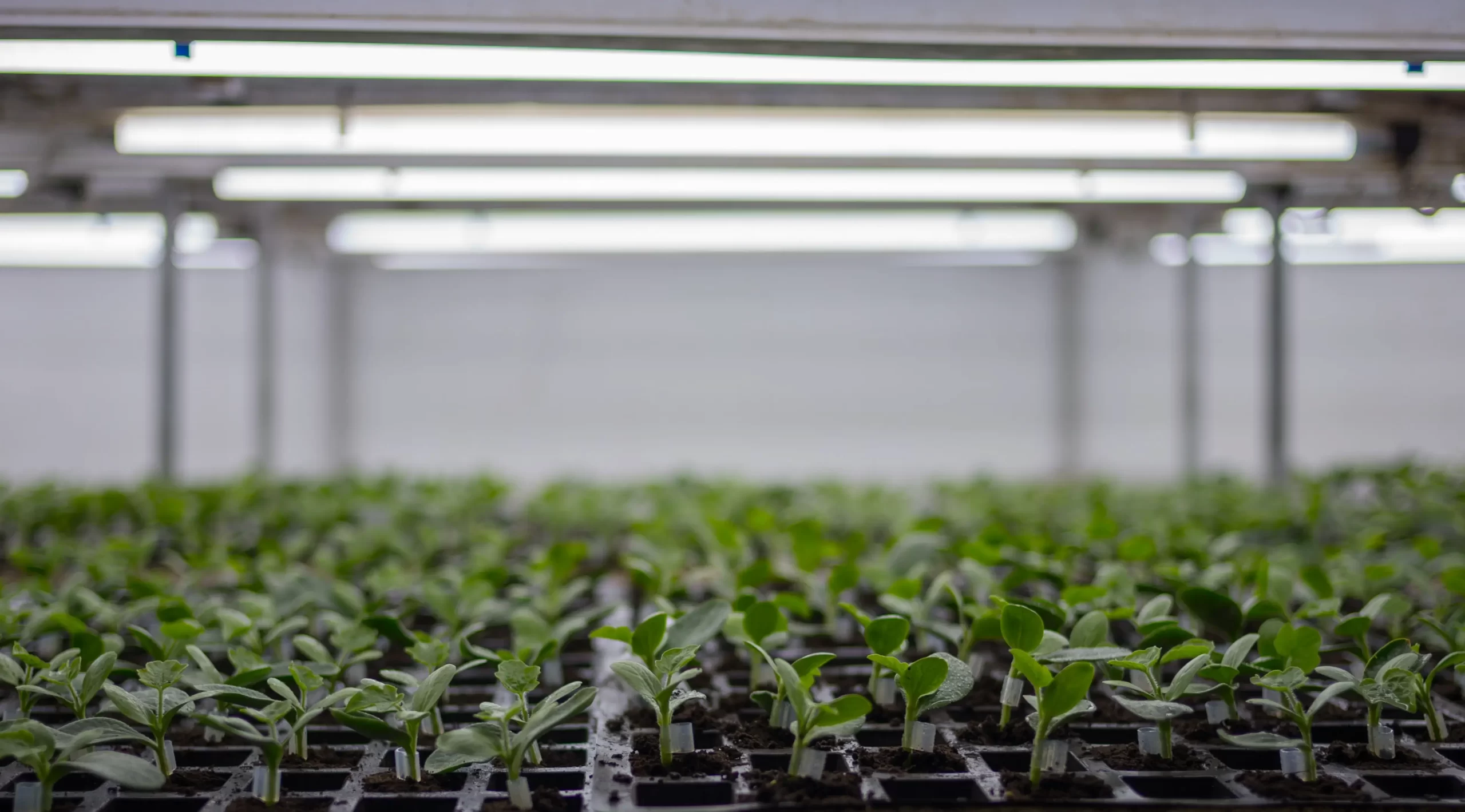 Azura alternative image