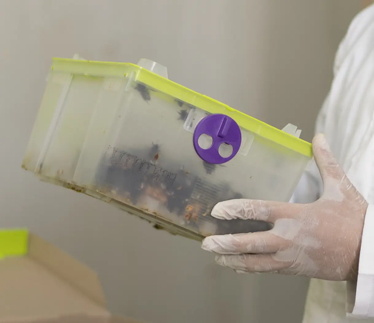 Azura alternative image