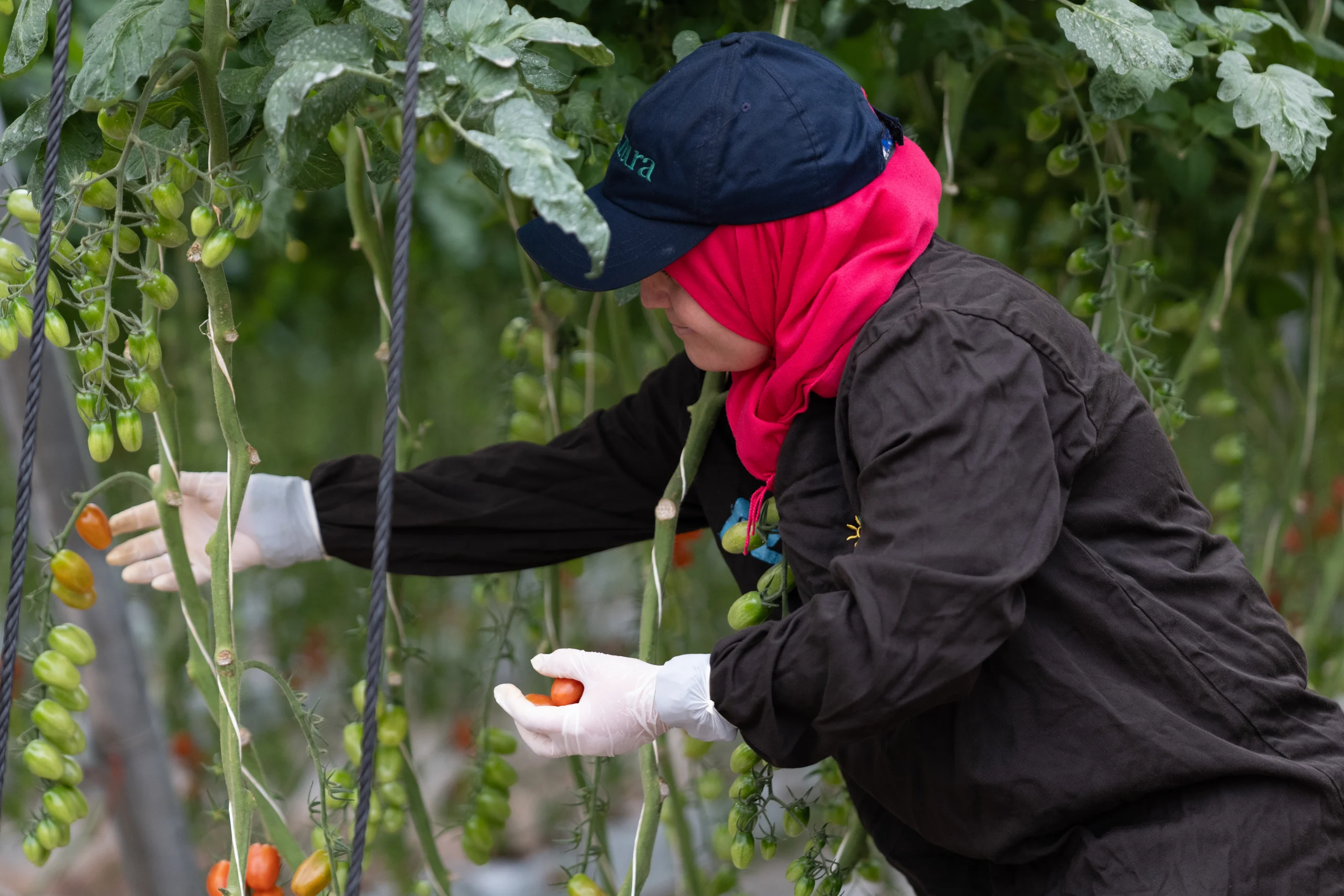 Azura alternative image