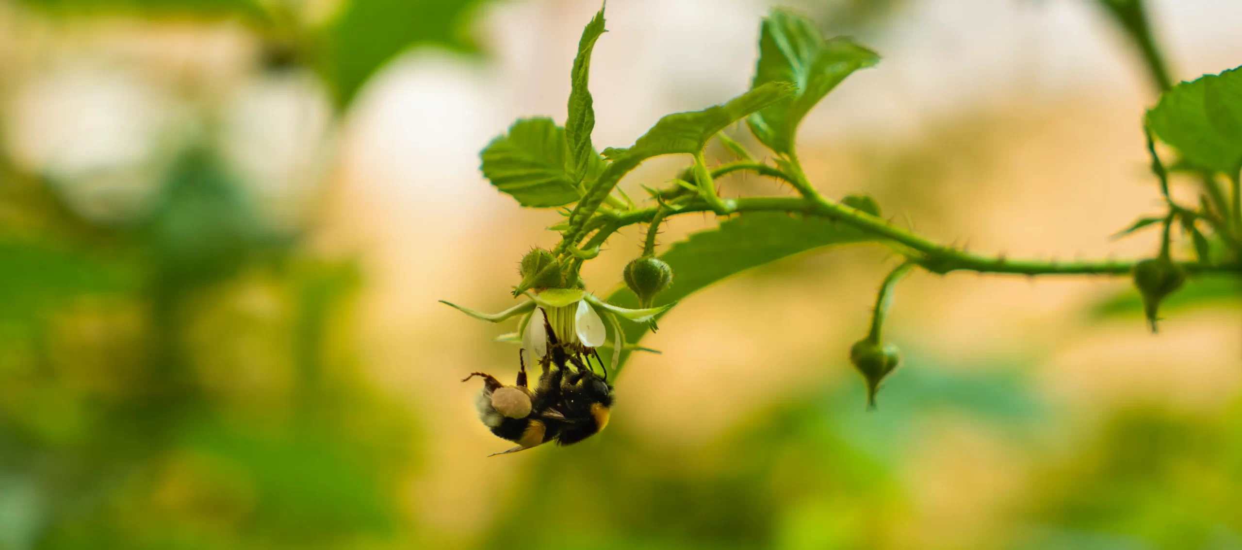 Azura alternative image