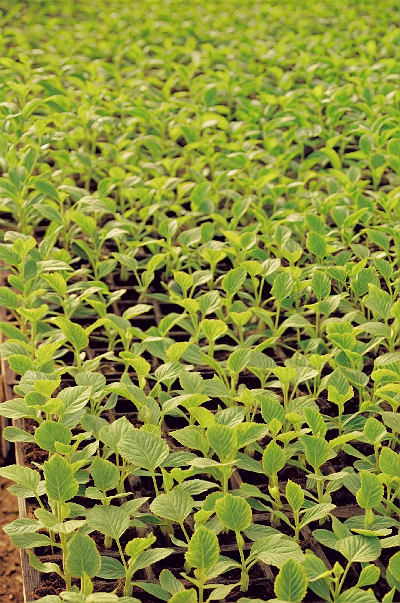 Azura alternative image