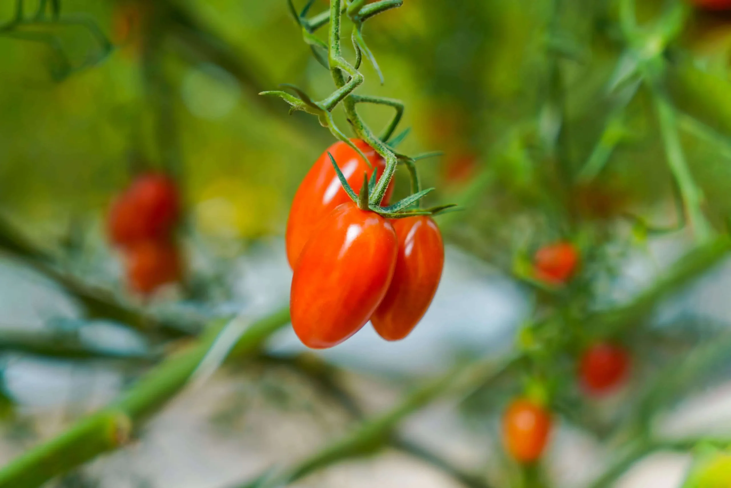 Azura activity alternative image