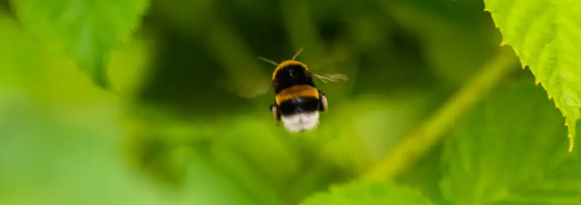 Azura alternative image