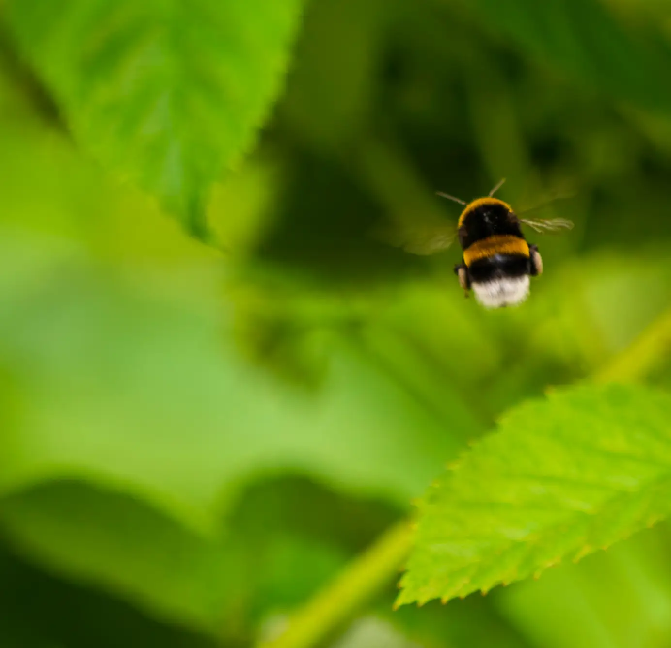 Azura alternative image