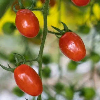 Azura alternative image