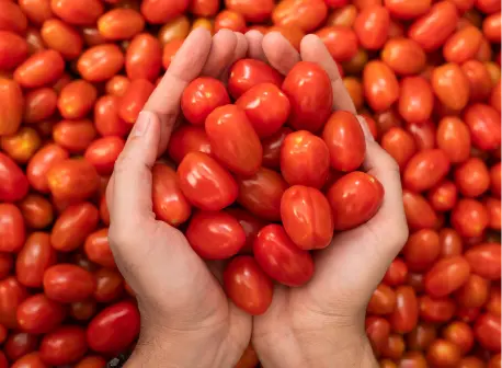 Discover our activity: Tomato