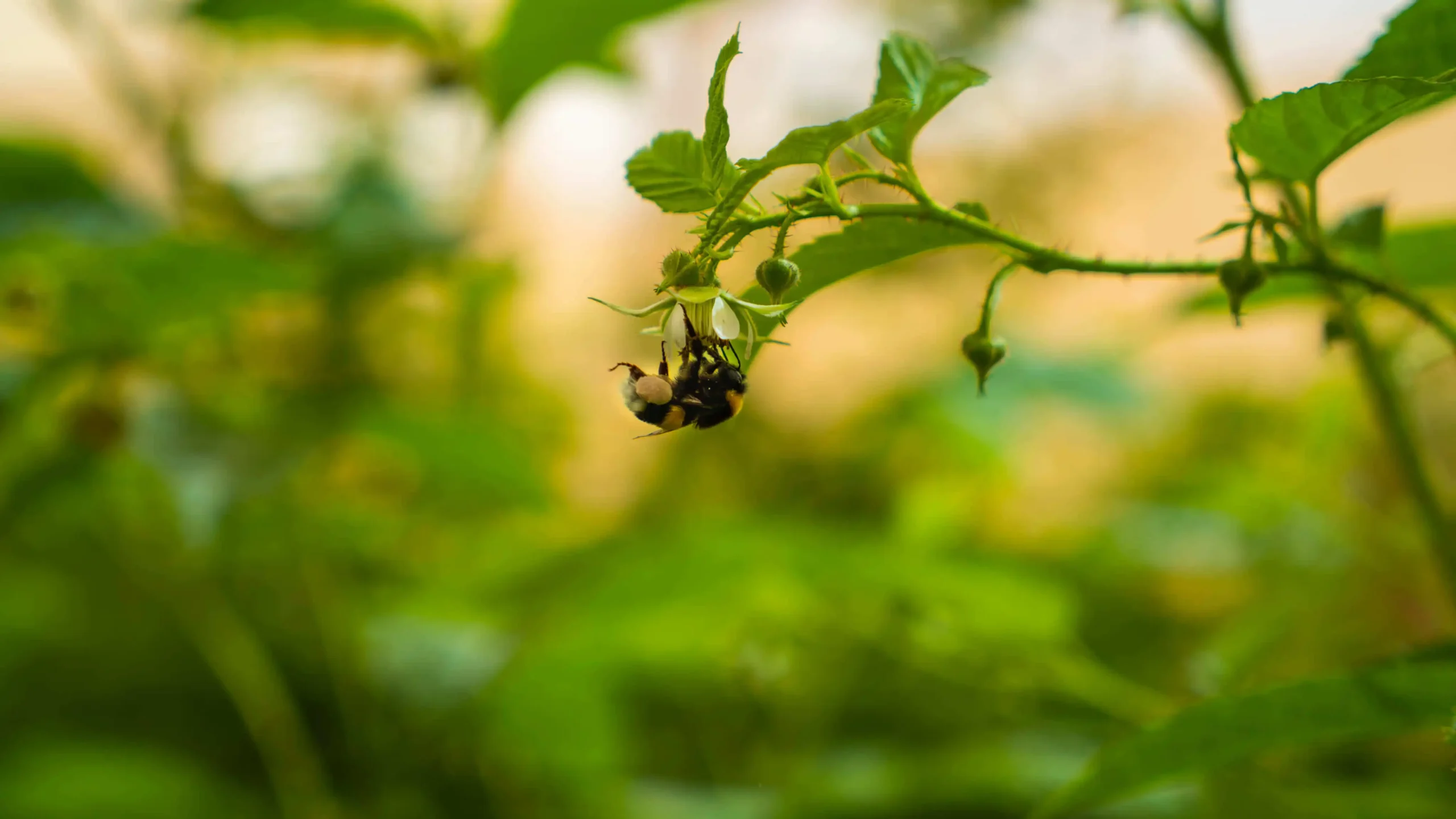 Azura activity alternative image