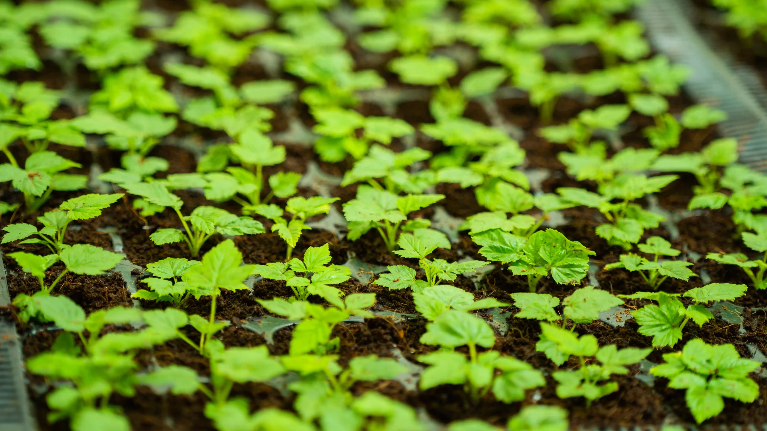 Azura alternative image