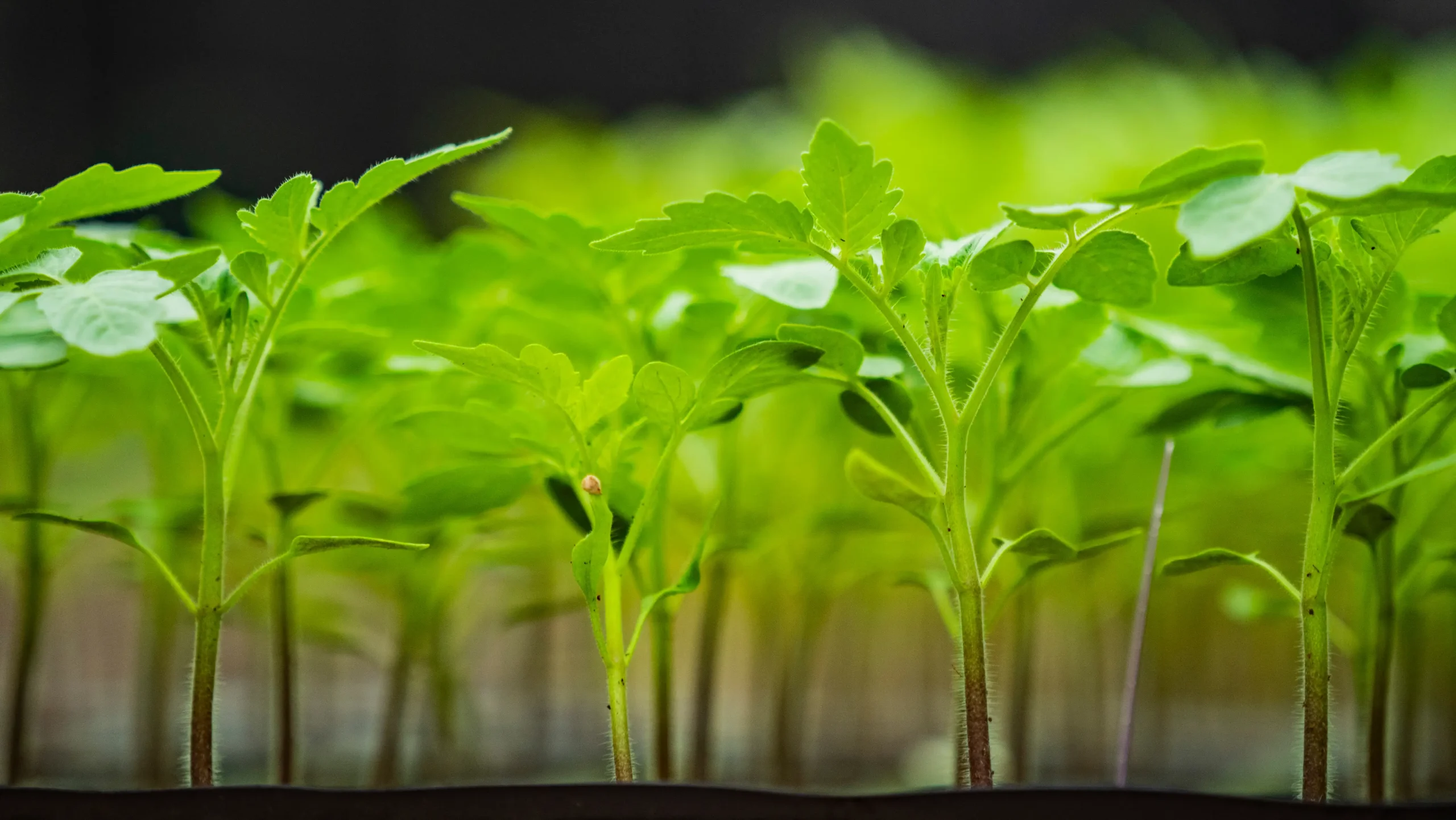 Azura alternative image